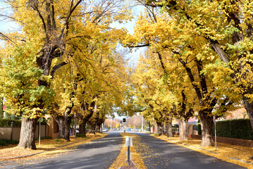 Beautiful autumn season cityscape fallen leaves in the height of autumn to capture the vibrant yellow of the Ginkgo tree along the road in Albury, New South Wales, Australia.