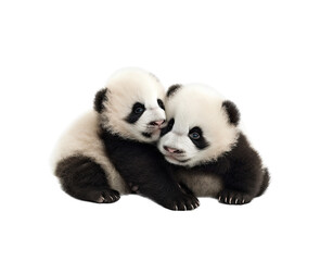 Fototapeta premium Giant Panda cubs playing in various positions in Wildlife-themed, photorealistic illustrations in a PNG, cutout, and isolated. Generative AI