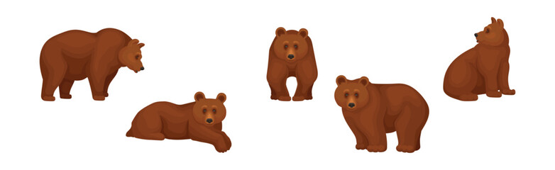 Large Brown Bear in Different Pose Vector Set