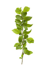 Fresh green leaves branch isolated on a transparent background