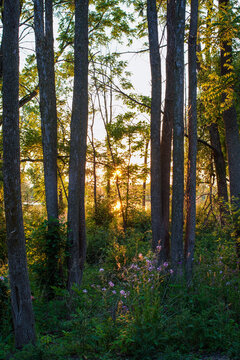 Setting sun along the Fox River Trail in the Green Bay metro area, this taken in the Village of Allouez near Sunset Park.  
