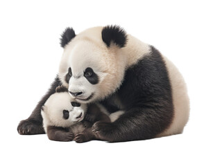 Fototapeta premium a Giant Panda bear, Momma with baby, snuggling together, Nature-themed, photorealistic illustrations in a PNG, cutout, and isolated. Generative AI