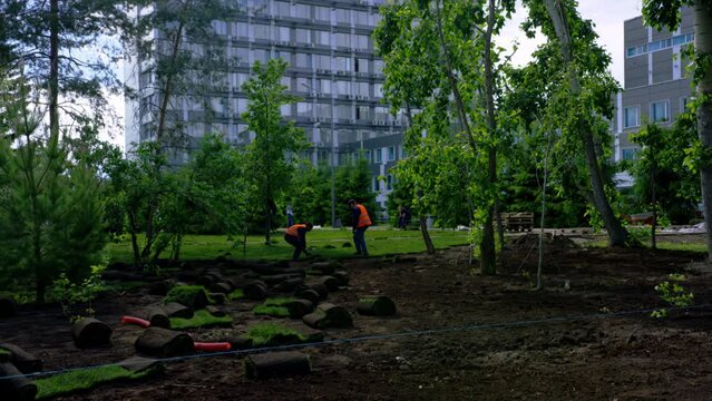 Men city workers perform green turf laying in city park. Greensward decorates city landscape near office multi-storey buildings