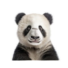 Fototapeta premium a cute Giant panda bear cub portrait, with happy dispositions, healthy-looking, best friend, Wildlife-themed, cutout, isolated, photorealistic illustrations in a PNG. Generative AI