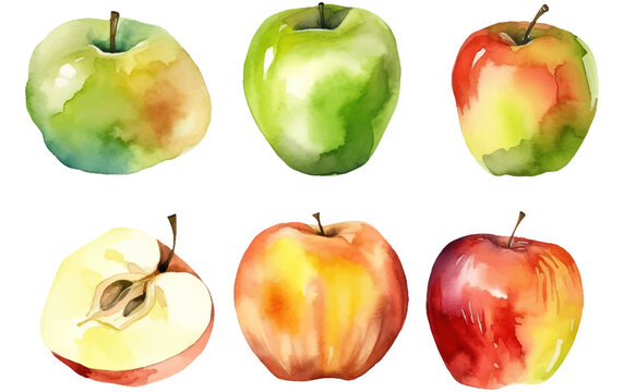 set vector watercolor illustration of ripe apple isolated on white background