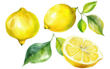 set vector watercolor illustration of ripe lime isolated on white background
