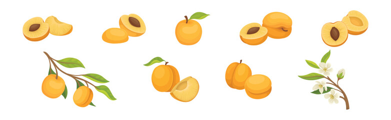 Apricot Ripe Fruit with Sweet Taste Vector Set