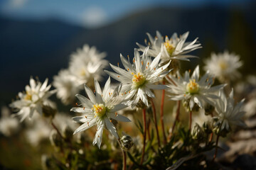 Edelweiss rare flower on top of the mountain. Ai generated