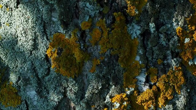 Yellow lichen close-up on a birch trunk, beautiful natural background, play of light and shadow