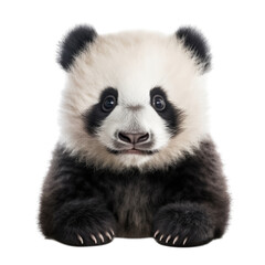 Fototapeta premium a cute Giant panda bear cub portrait, with happy dispositions, healthy-looking, best friend, Wildlife-themed, cutout, isolated, photorealistic illustrations in a PNG. Generative AI