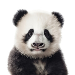 Fototapeta premium a cute Giant panda bear cub portrait, with happy dispositions, healthy-looking, best friend, Wildlife-themed, cutout, isolated, photorealistic illustrations in a PNG. Generative AI