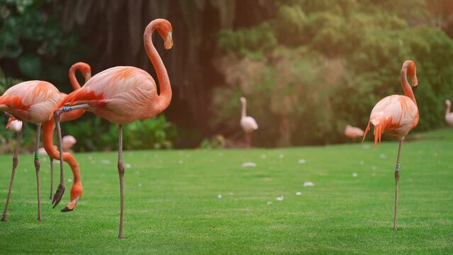 flock of pink flamingo birds walking in park on green lawn grass, 4k