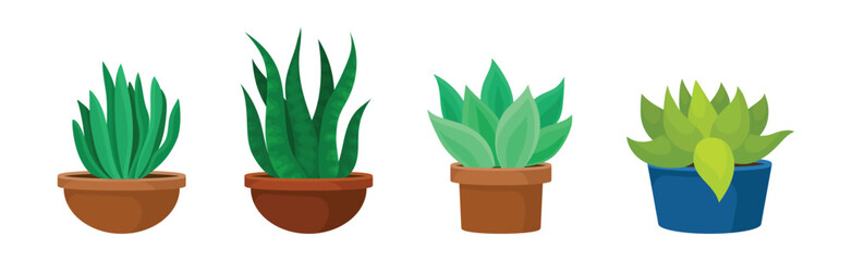 Succulent Green Plant Growing in Pot Vector Set