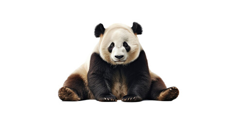 a giant panda, (Ailuropoda melanoleuca) sitting in a Nature and Wildlife-themed, photorealistic illustration in a transparent PNG, cutout, and isolated. generative AI