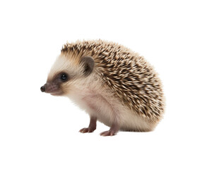 Obraz premium a cute Hedgehog, with a happy disposition, healthy-looking, best friend, Pet-themed, cutout, isolated, photorealistic illustrations in a PNG. Generative AI