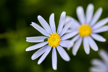 flor, celeste, lila