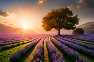 Fototapeta na wymiar lavender field in sunset