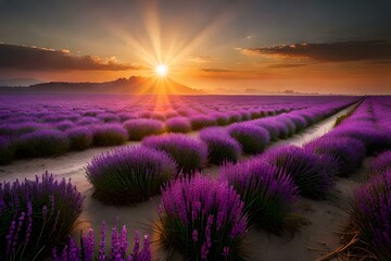 lavender field sunset