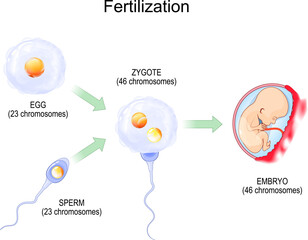 Fertilization. Fertilisation from egg plus sperm to zygote and Embryo.