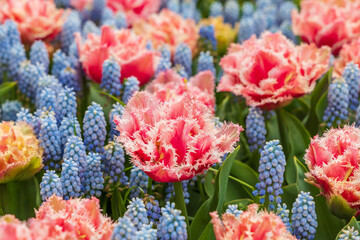 pink fringed tulips and other plants