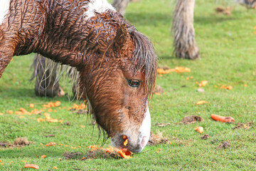 Wild ponies feeding in the rain