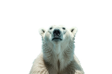 Fototapeta premium a majestic Polar bear portrait, frontal view, Wildlife-themed, photorealistic illustrations in a PNG, cutout, and isolated. Generative AI