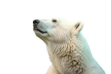 Obraz na płótnie Canvas a majestic Polar bear portrait, Wildlife-themed, photorealistic illustrations in a PNG, cutout, and isolated. Generative AI