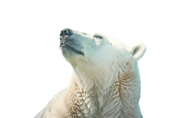 Obraz premium a majestic Polar bear portrait, Wildlife-themed, photorealistic illustrations in a PNG, cutout, and isolated. Generative AI