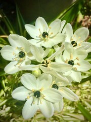 Obraz na płótnie Canvas white flowers in the garden close up