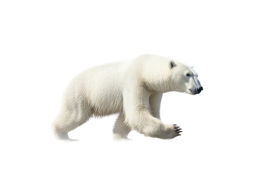  a majestic Polar bear in motion full body image,  Wildlife-themed, photorealistic illustrations in a PNG, cutout, and isolated. Generative AI