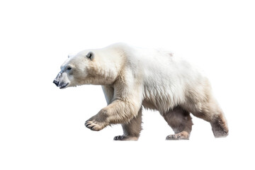 a majestic Polar bear in motion, running, trotting,  Wildlife-themed, photorealistic illustrations in a PNG, cutout, and isolated. Generative AI