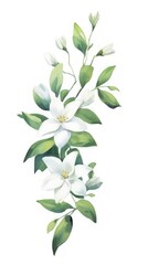 Obraz na płótnie Canvas Delicate Jasmine Collection on White Background in Modern Watercolor Style. Generative AI