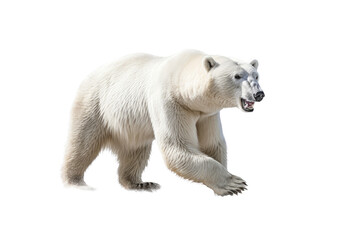 Obraz na płótnie Canvas a majestic Polar bear in motion full body image, Wildlife-themed, photorealistic illustrations in a PNG, cutout, and isolated. Generative AI
