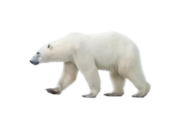 Foto op Canvas  a majestic Polar bear in motion full body image,  Wildlife-themed, photorealistic illustrations in a PNG, cutout, and isolated. Generative AI © Purple Penguin GFX