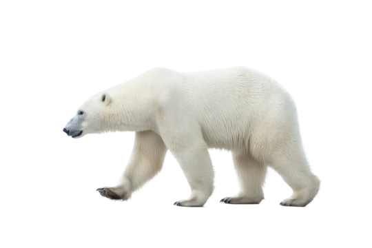  a majestic Polar bear in motion full body image,  Wildlife-themed, photorealistic illustrations in a PNG, cutout, and isolated. Generative AI