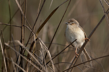 Birds of bangladesh, birds from chitagong district bangladesh