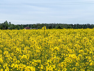 a field of yellow rape blossoms may