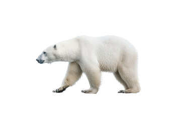 Obraz na płótnie Canvas a majestic Polar bear in motion, side view, running, trotting, Wildlife-themed, photorealistic illustrations in a PNG, cutout, and isolated. Generative AI