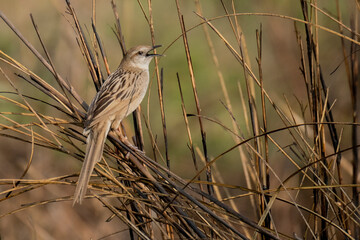 Birds of bangladesh, birds from chitagong district bangladesh