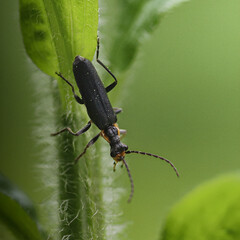 beetle on a leaf