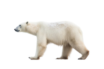 Fototapeta na wymiar a majestic Polar bear in motion, side view, running, trotting, Wildlife-themed, photorealistic illustrations in a PNG, cutout, and isolated. Generative AI