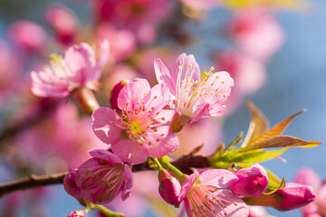 Fototapeta na wymiar cherry blossom,Focus of beautiful pink cherry blossom branches on tree under blue sky, beautiful cherry blossoms during spring in garden, texture, flora, nature flower background
