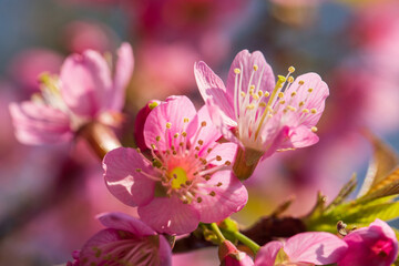 cherry blossom,Focus of beautiful pink cherry blossom branches on tree under blue sky, beautiful cherry blossoms during spring in garden, texture, flora, nature flower background