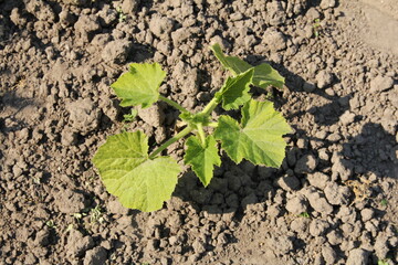 a little zucchini plant in the vegetable garden in springtime closeup
