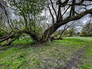 An old, spreading willow with slanting trunks growing in a park in Swierklaniec