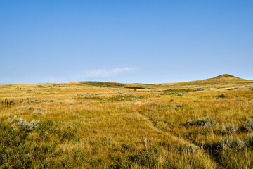 landscape with grass and sky