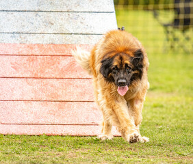 Fototapeta premium a big and cute leonberg does agility