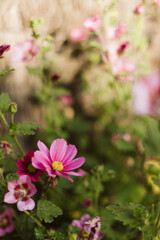 pink cosmos flowers in the garden