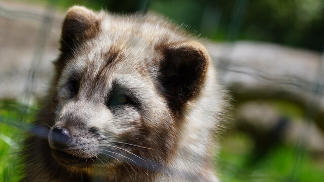 Polarfuchs mit Sommerfell hinter einem Gitter
