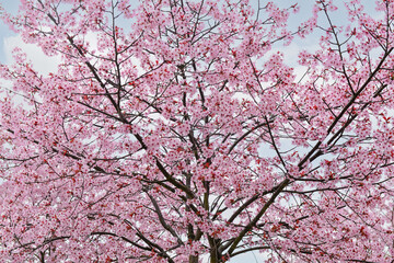 Blossoming Sakura tree on cloudy day